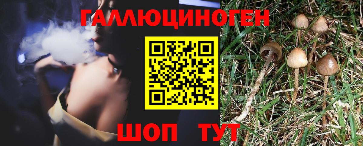 Псилоцибиновые грибы Psilocybe Сальск